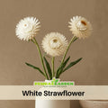 100 Seeds| White Strawflower Seeds - Xerochrysum - Everlasting Daisy - Colorful Paper Daisy - Drought Tolerant Annual Flower for Garden & Dried Bouquets - Dried Flower#K001