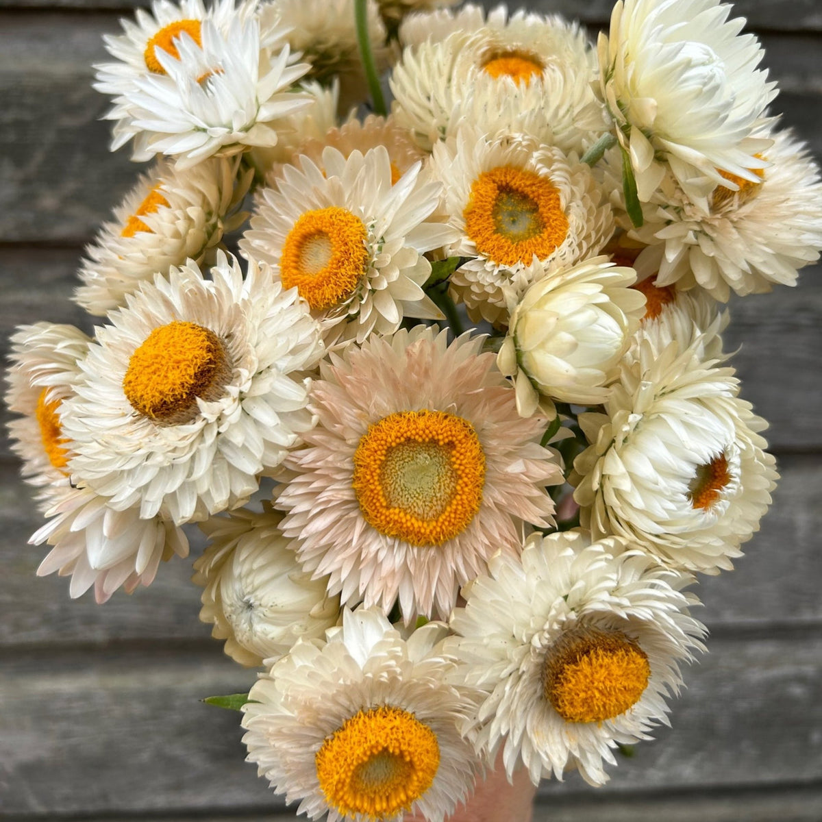 White Strawflower Seeds - Xerochrysum, Everlasting Daisy, 100 seeds