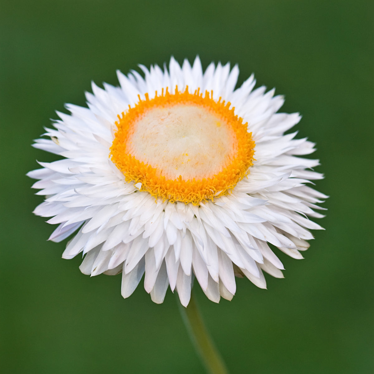 White Strawflower Seeds - Xerochrysum, Everlasting Daisy, 100 seeds