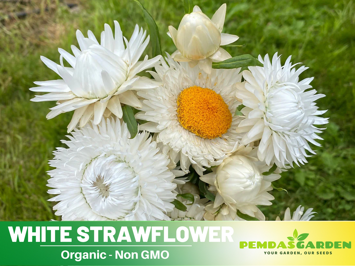 100 Seeds| Strawflower Seeds - White #K001
