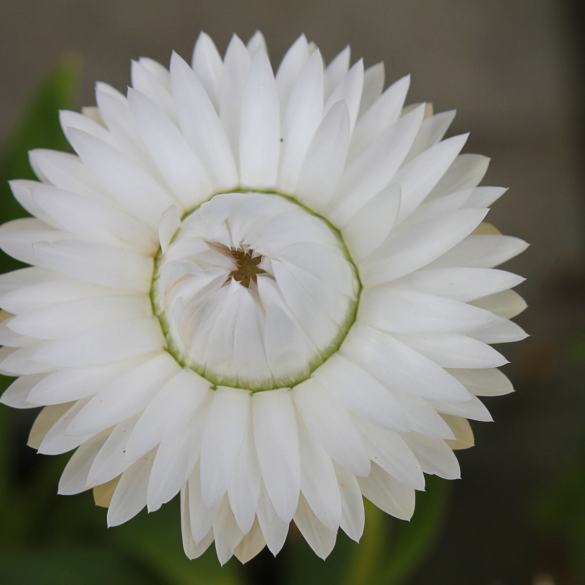 White Strawflower Seeds - Xerochrysum, Everlasting Daisy, 100 seeds