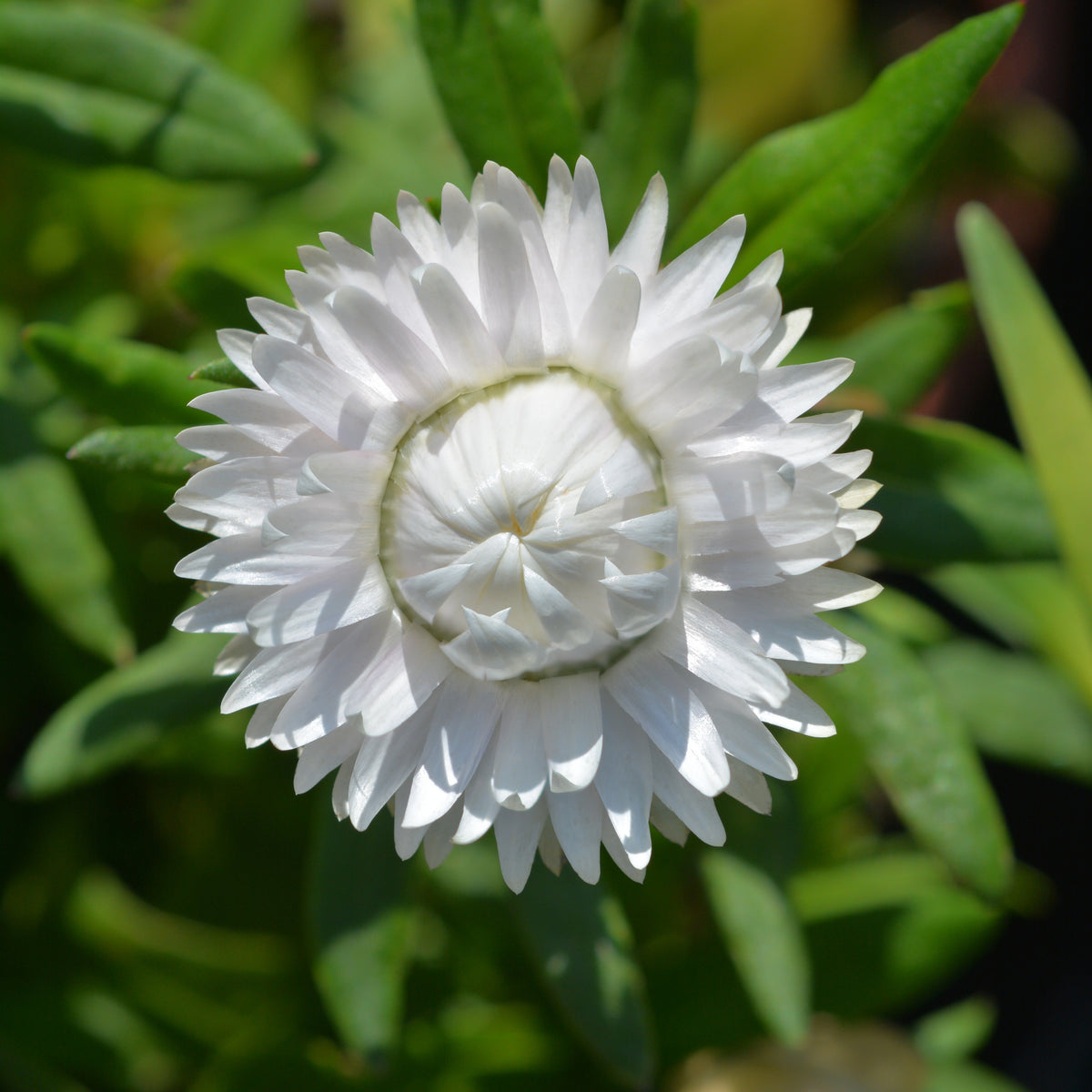 White Strawflower Seeds - Xerochrysum, Everlasting Daisy, 100 seeds