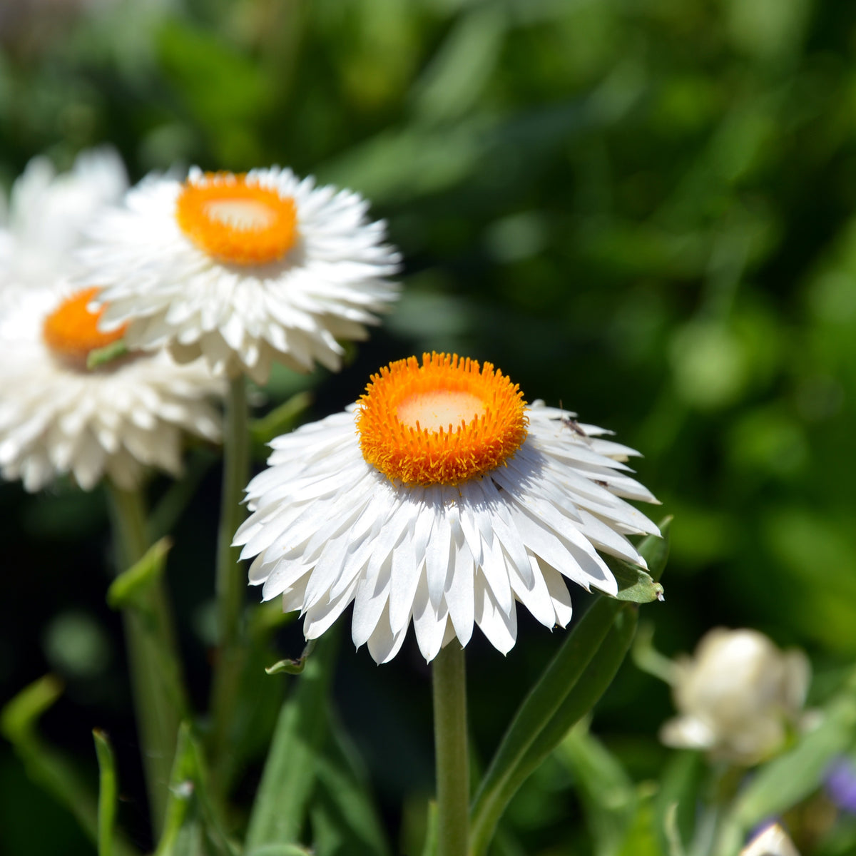 White Strawflower Seeds - Xerochrysum, Everlasting Daisy, 100 seeds