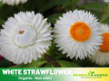 100 Seeds| White Strawflower Seeds - Xerochrysum - Everlasting Daisy - Colorful Paper Daisy - Drought Tolerant Annual Flower for Garden & Dried Bouquets - Dried Flower#K001