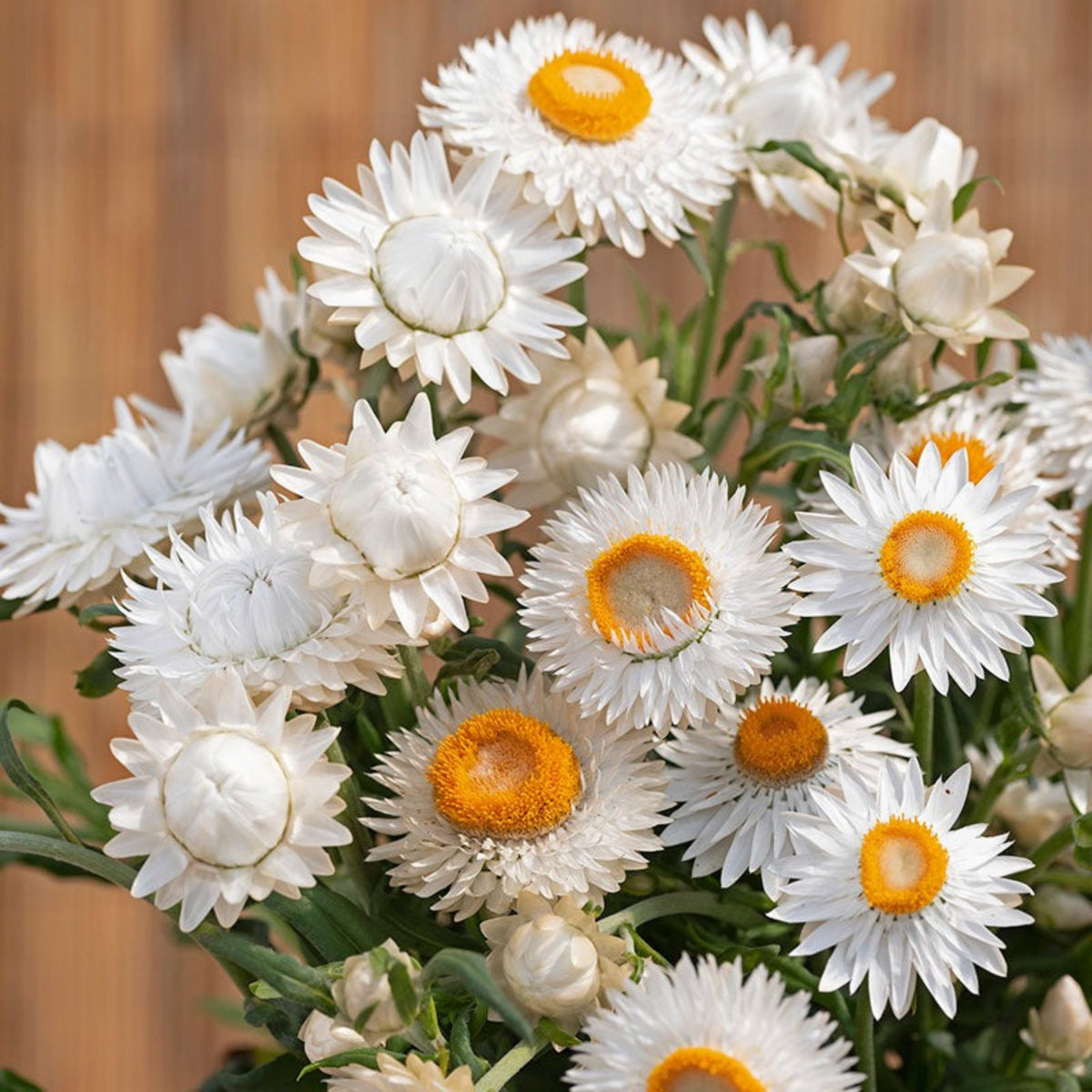 White Strawflower Seeds - Xerochrysum, Everlasting Daisy, 100 seeds