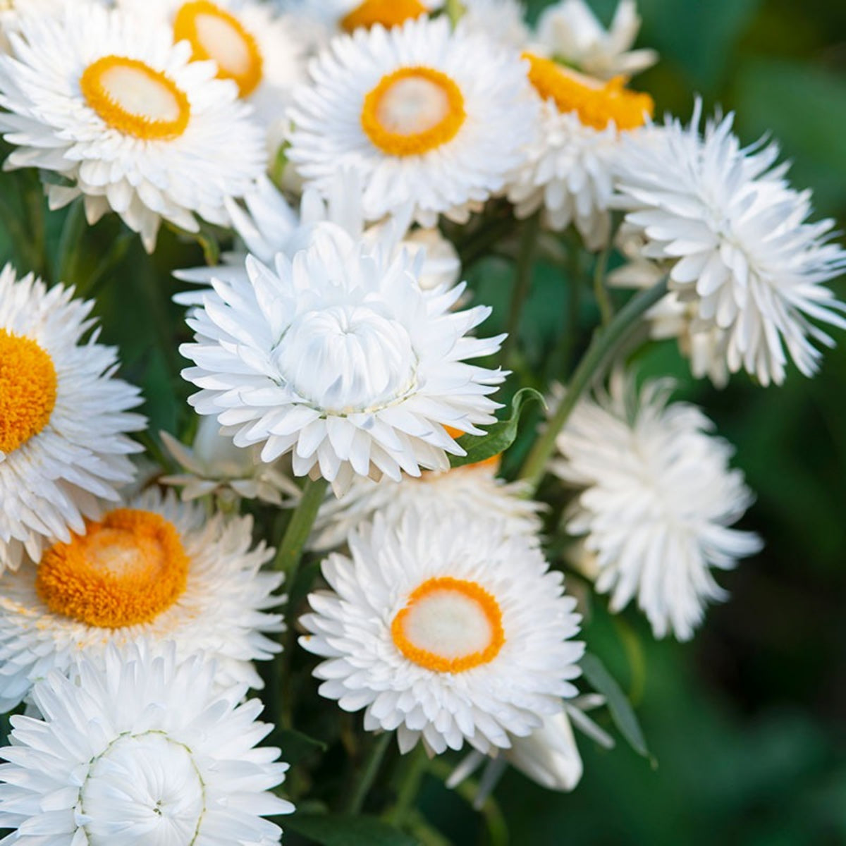 White Strawflower Seeds - Xerochrysum, Everlasting Daisy, 100 seeds