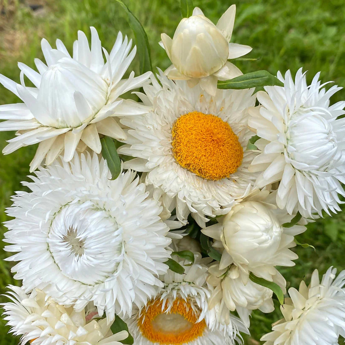White Strawflower Seeds - Xerochrysum, Everlasting Daisy, 100 seeds