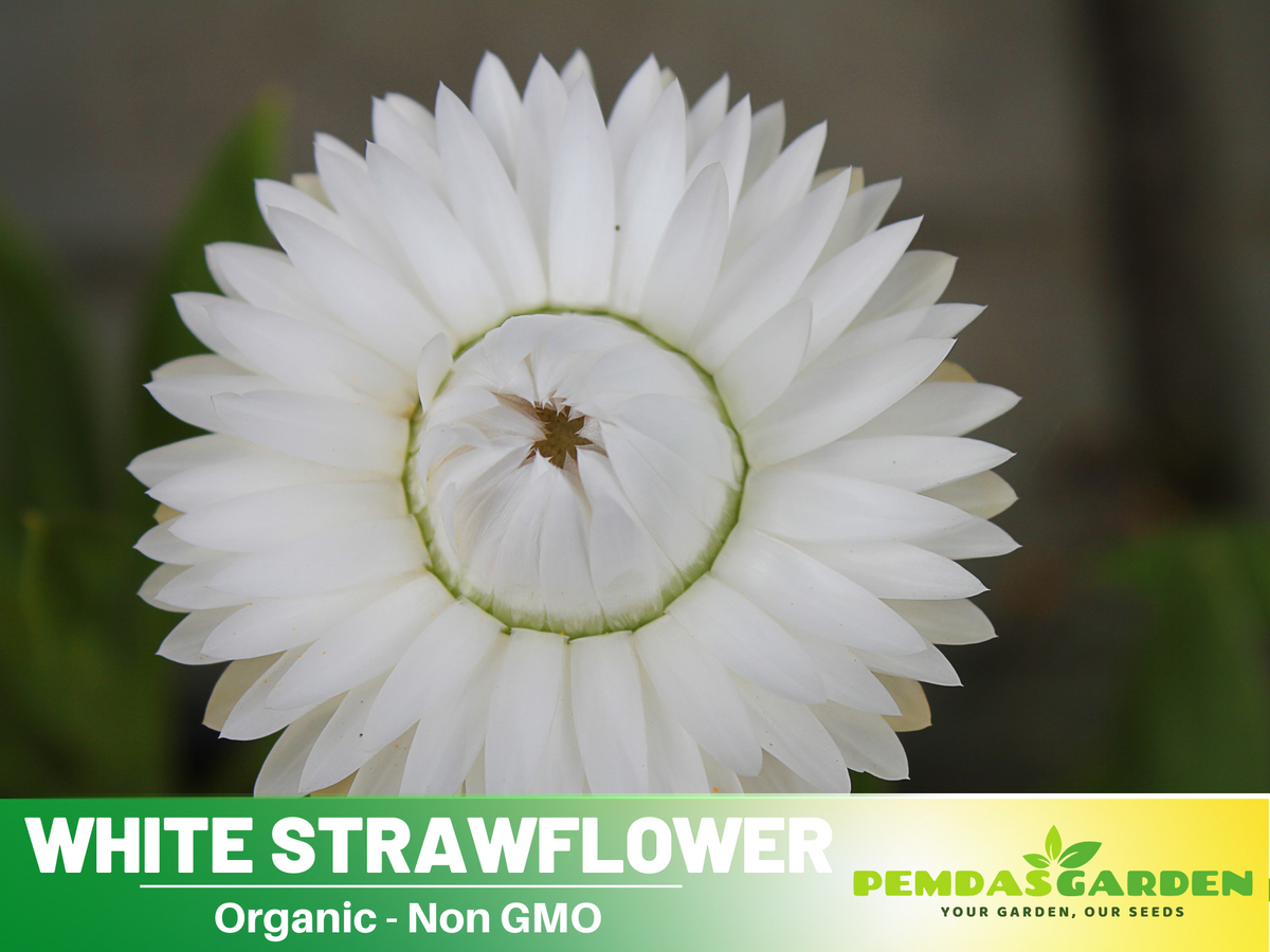 100 Seeds| Strawflower Seeds - White #K001