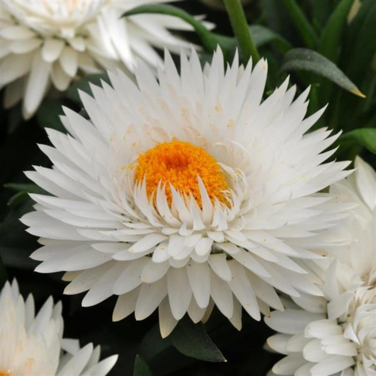White Strawflower Seeds - Xerochrysum, Everlasting Daisy, 100 seeds