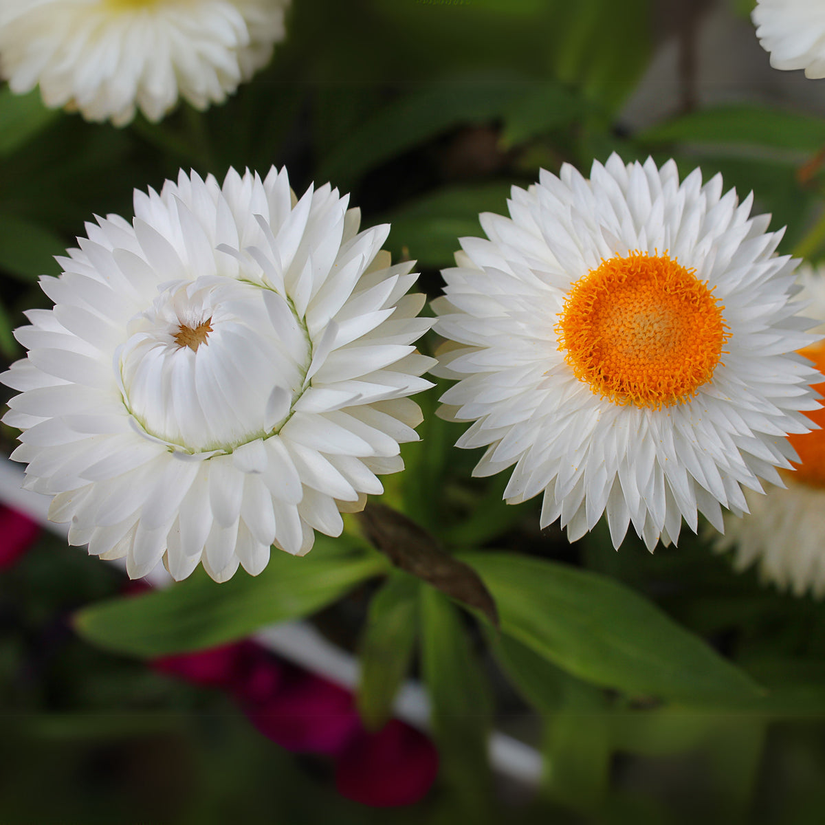 White Strawflower Seeds - Xerochrysum, Everlasting Daisy, 100 seeds