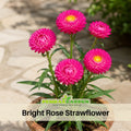 100 Seeds| Bright Rose Strawflower Seeds - Xerochrysum - Everlasting Daisy - Colorful Paper Daisy - Drought Tolerant Annual Flower for Garden & Dried Bouquets - Dried Flower#K002