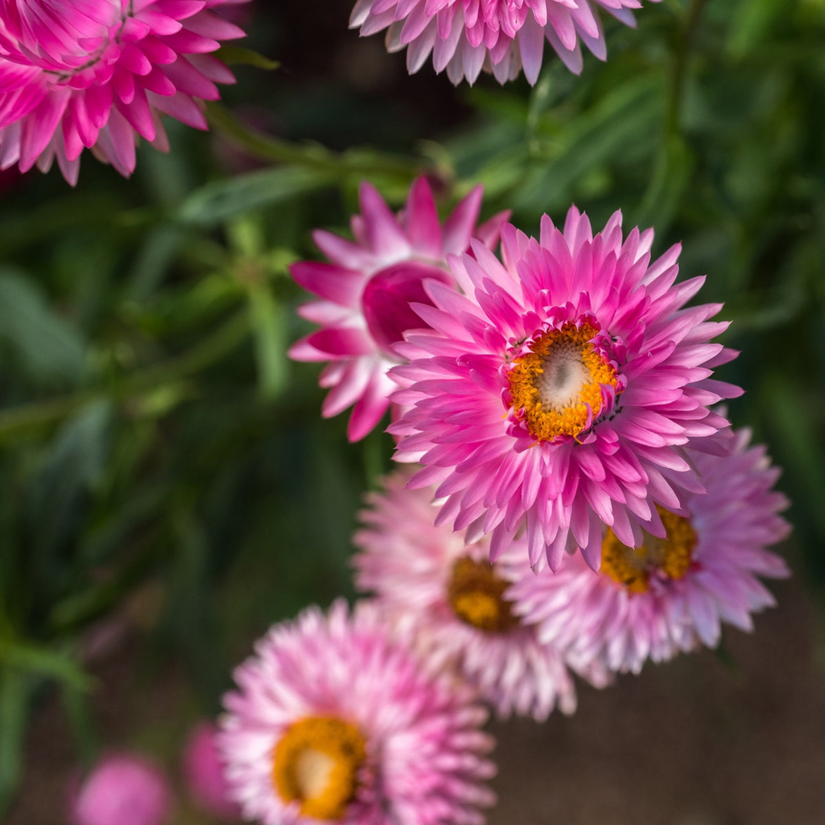 Bright Rose Strawflower Seeds - Xerochrysum, 100 seeds