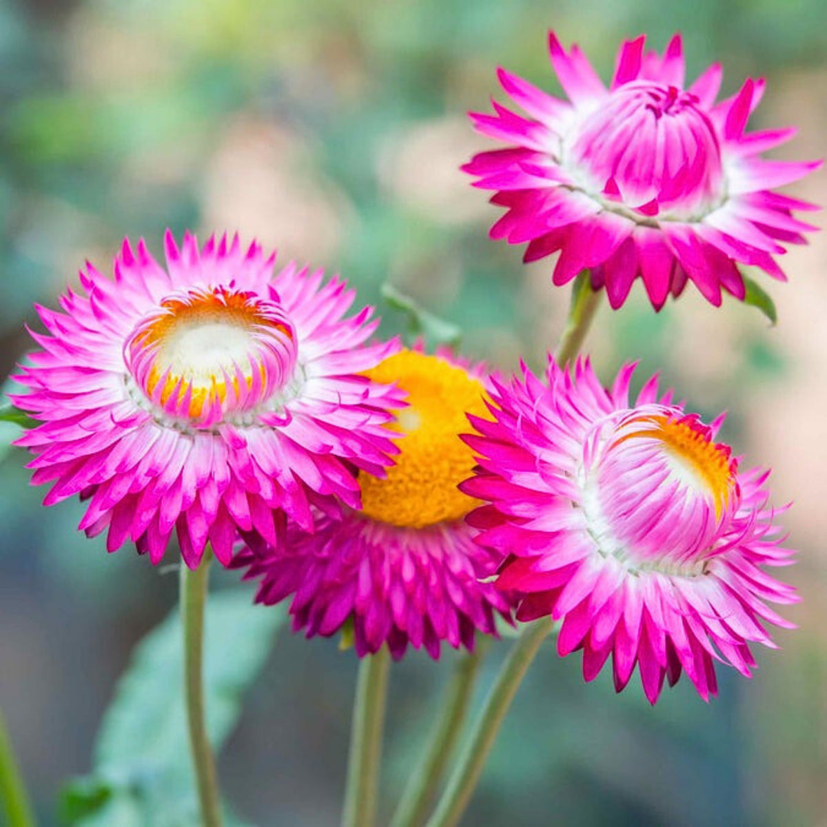 Bright Rose Strawflower Seeds - Xerochrysum, 100 seeds