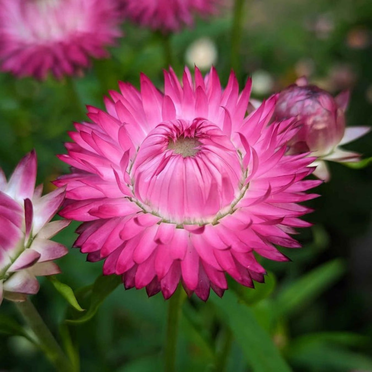 Bright Rose Strawflower Seeds - Xerochrysum, 100 seeds