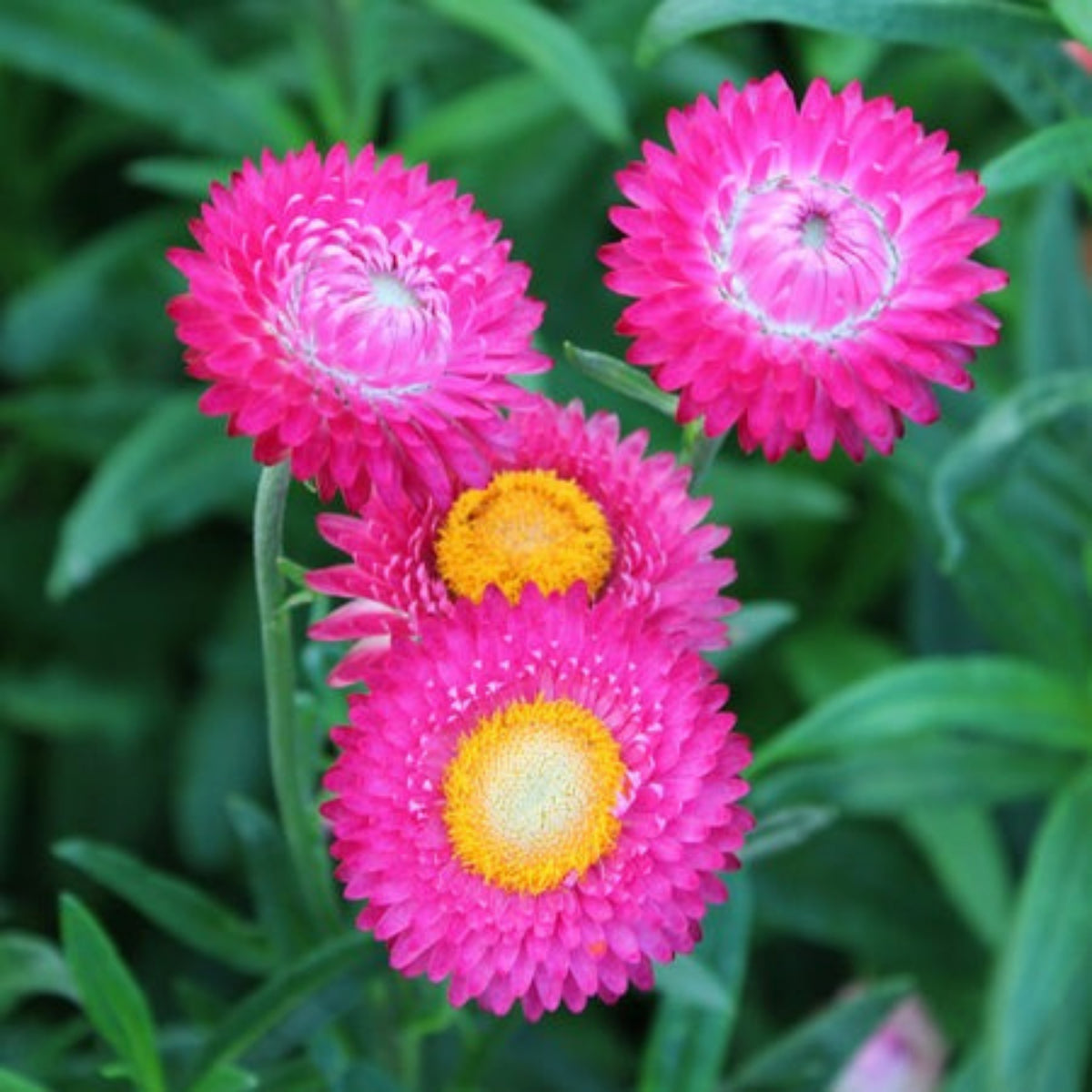 Bright Rose Strawflower Seeds - Xerochrysum, 100 seeds