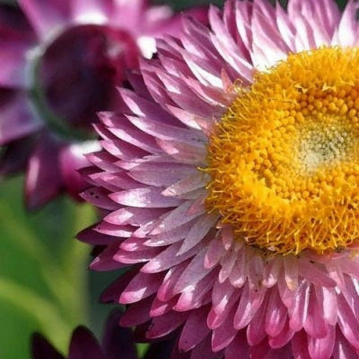 Bright Rose Strawflower Seeds - Xerochrysum, 100 seeds