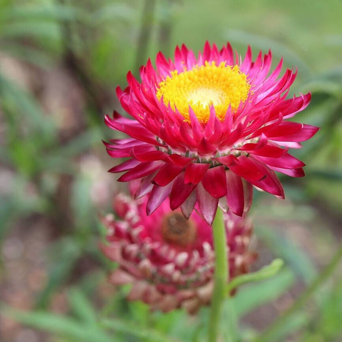 Bright Rose Strawflower Seeds - Xerochrysum, 100 seeds