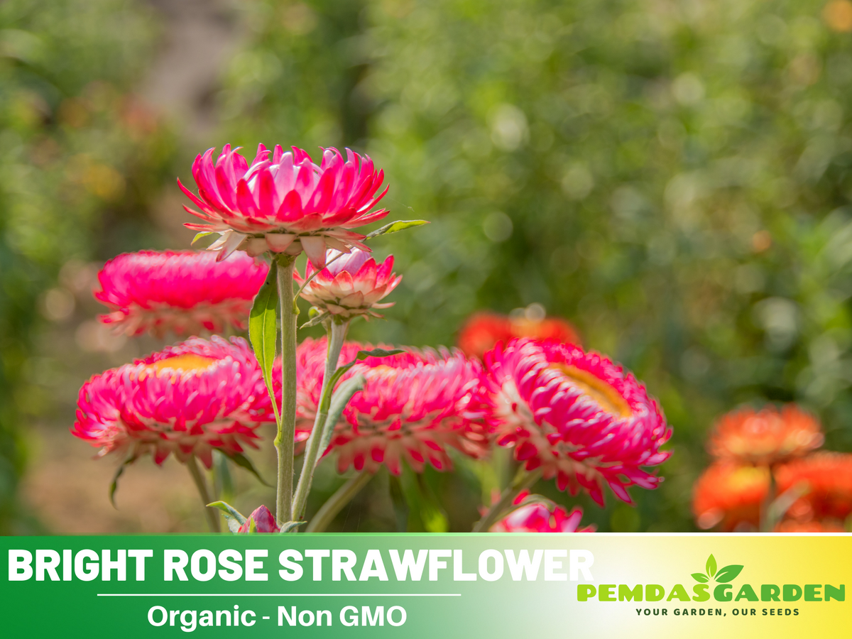 100 Seeds| Strawflower Seeds - Bright Rose #K002