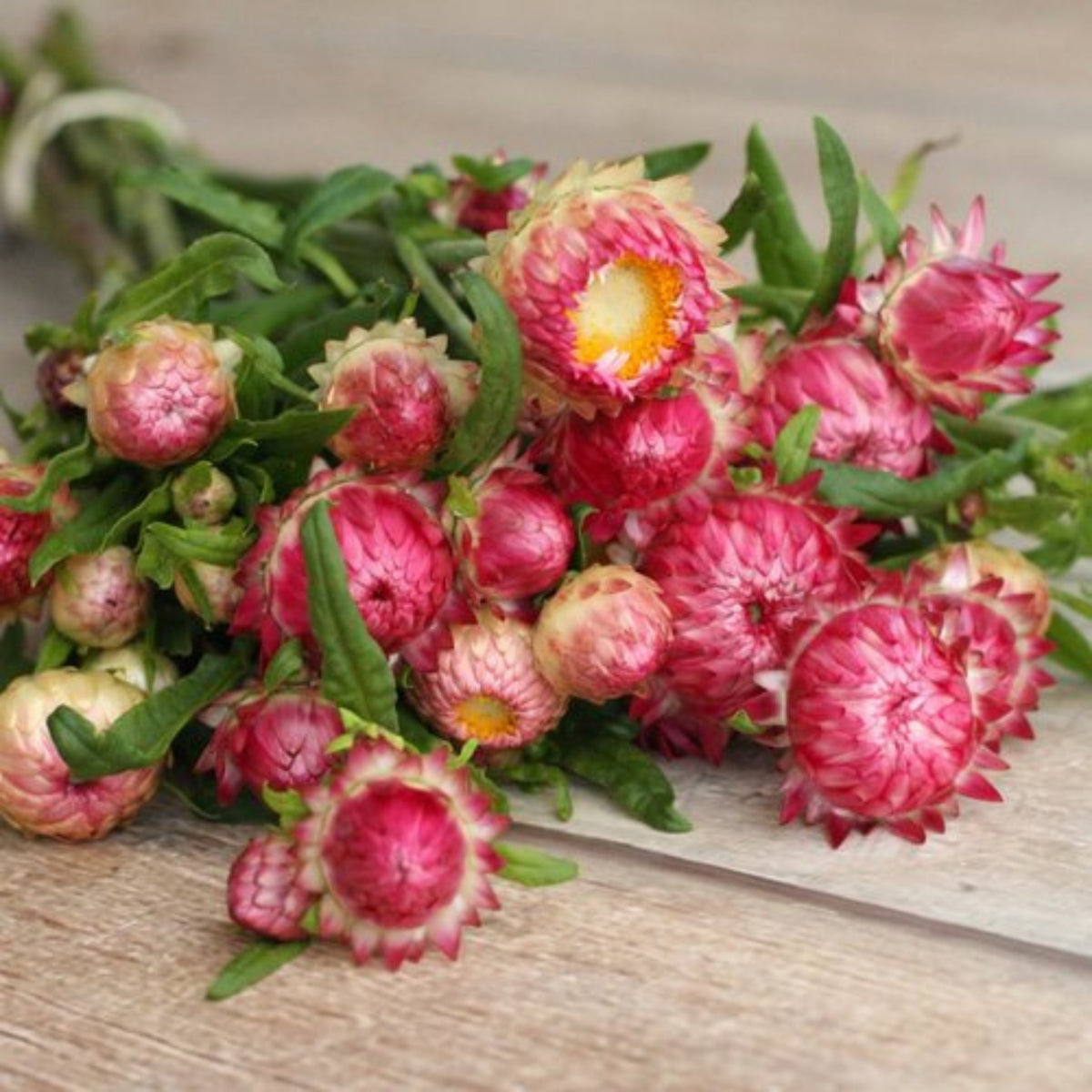 Bright Rose Strawflower Seeds - Xerochrysum, 100 seeds