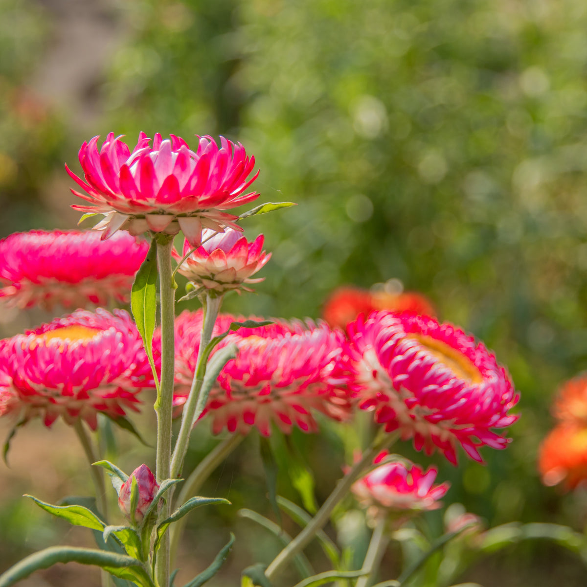 Bright Rose Strawflower Seeds - Xerochrysum, 100 seeds