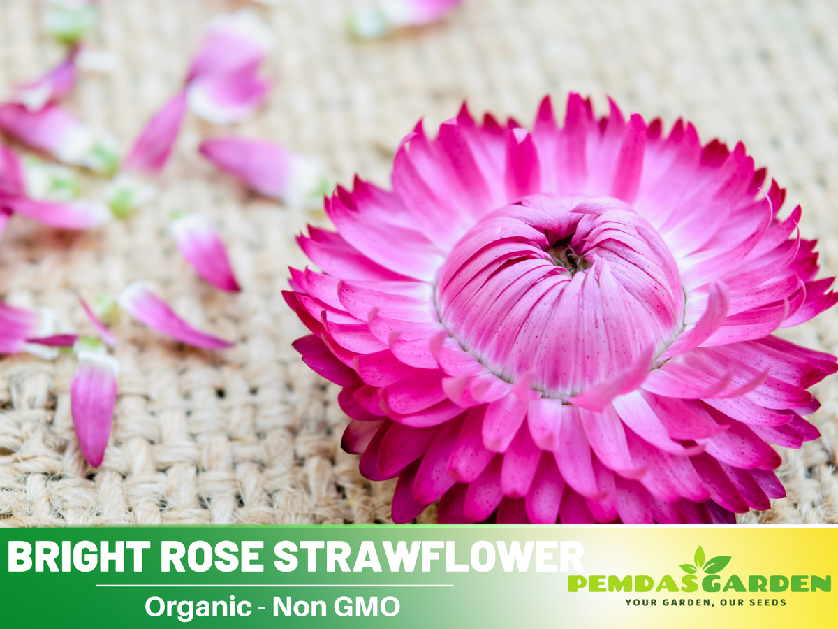 100 Seeds| Strawflower Seeds - Bright Rose #K002