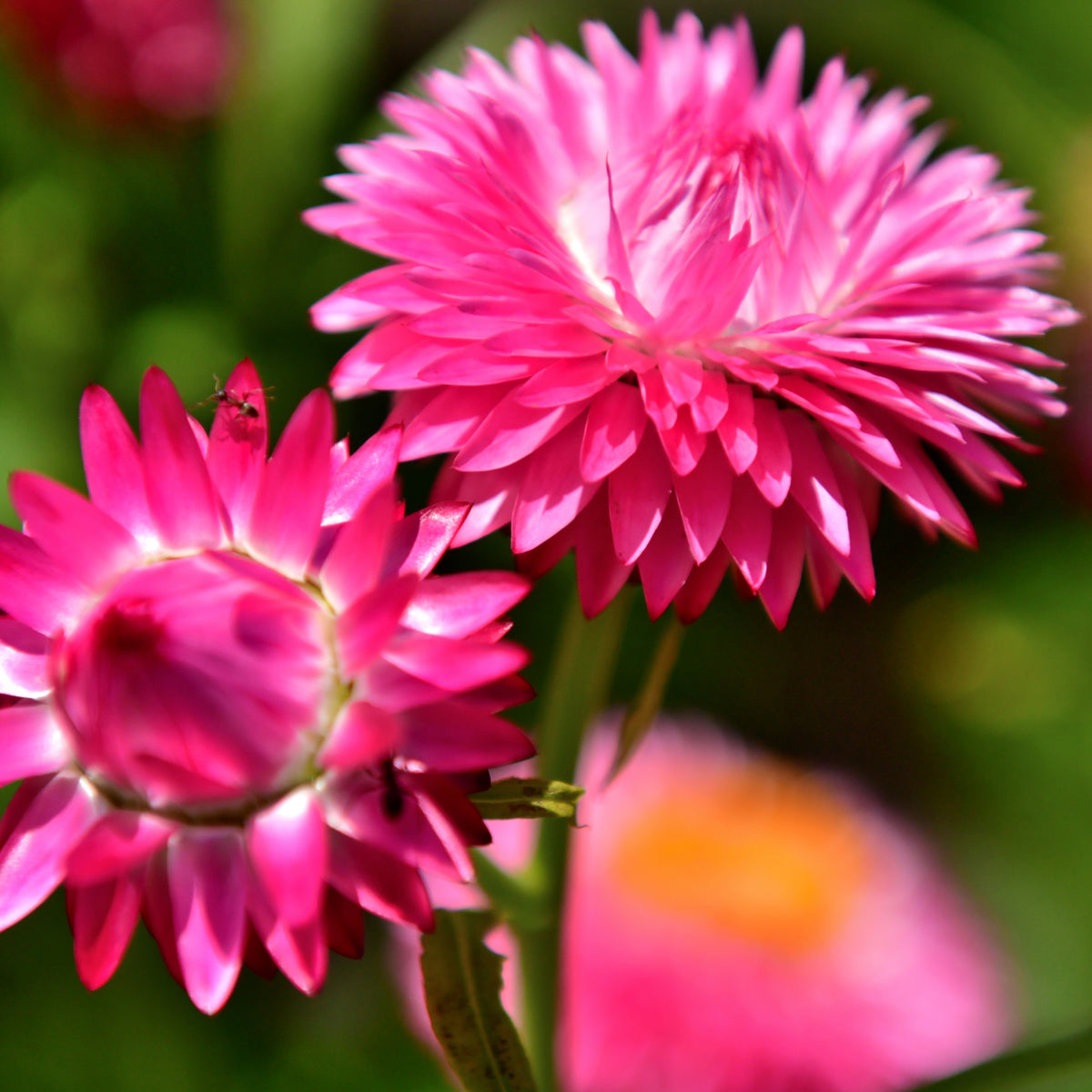 Bright Rose Strawflower Seeds - Xerochrysum, 100 seeds
