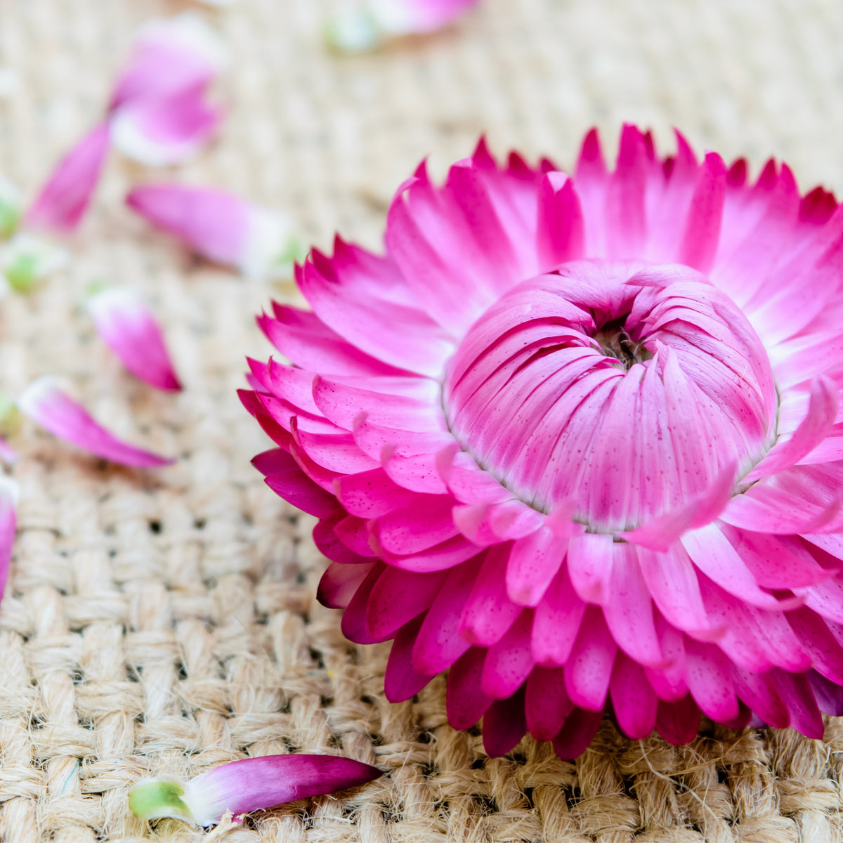 Bright Rose Strawflower Seeds - Xerochrysum, 100 seeds