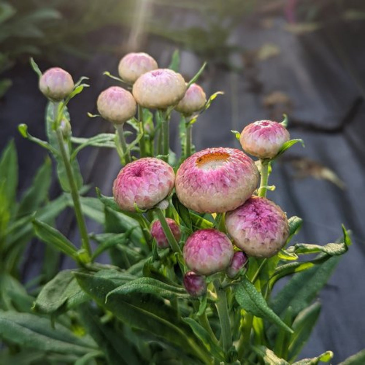 Bright Rose Strawflower Seeds - Xerochrysum, 100 seeds