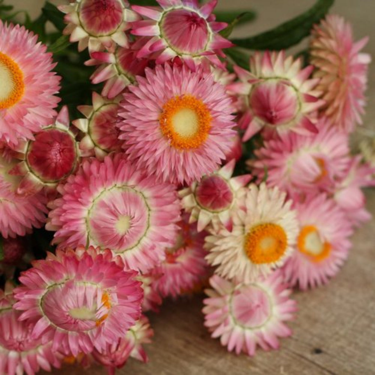 Bright Rose Strawflower Seeds - Xerochrysum, 100 seeds