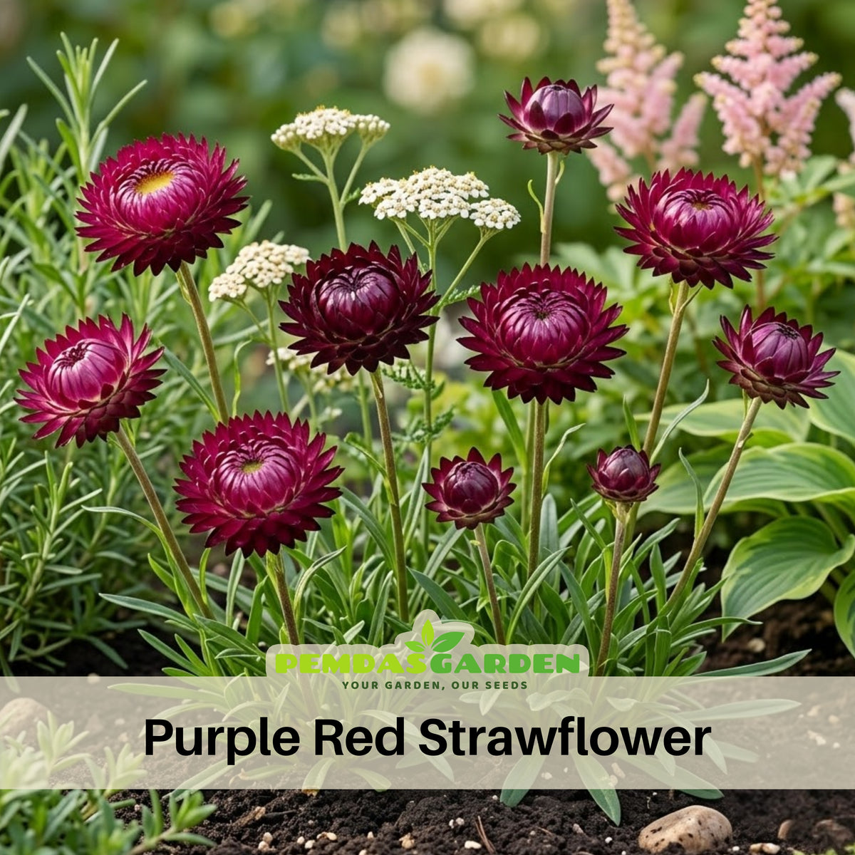 Purple Red Strawflower Seeds - Xerochrysum, 100 seeds
