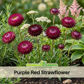 100 Seeds| Purple Red Strawflower Seeds - Xerochrysum - Everlasting Daisy - Colorful Paper Daisy - Drought Tolerant Annual Flower for Garden & Dried Bouquets - Dried Flower#K003