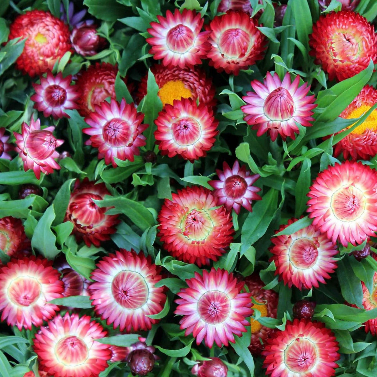 Purple Red Strawflower Seeds - Xerochrysum, 100 seeds
