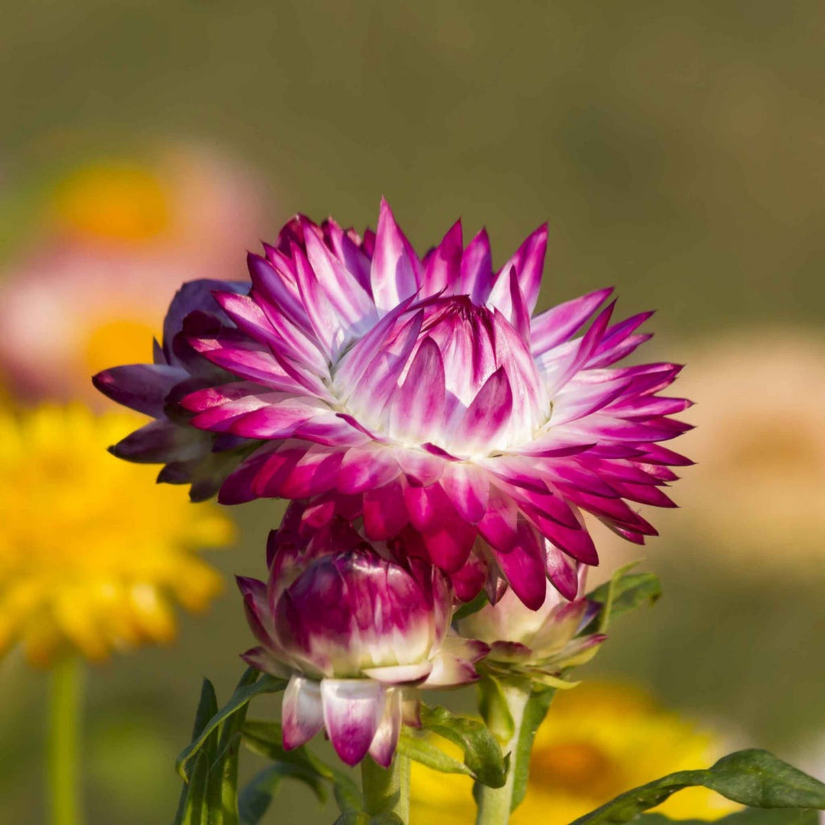 Purple Red Strawflower Seeds - Xerochrysum, 100 seeds