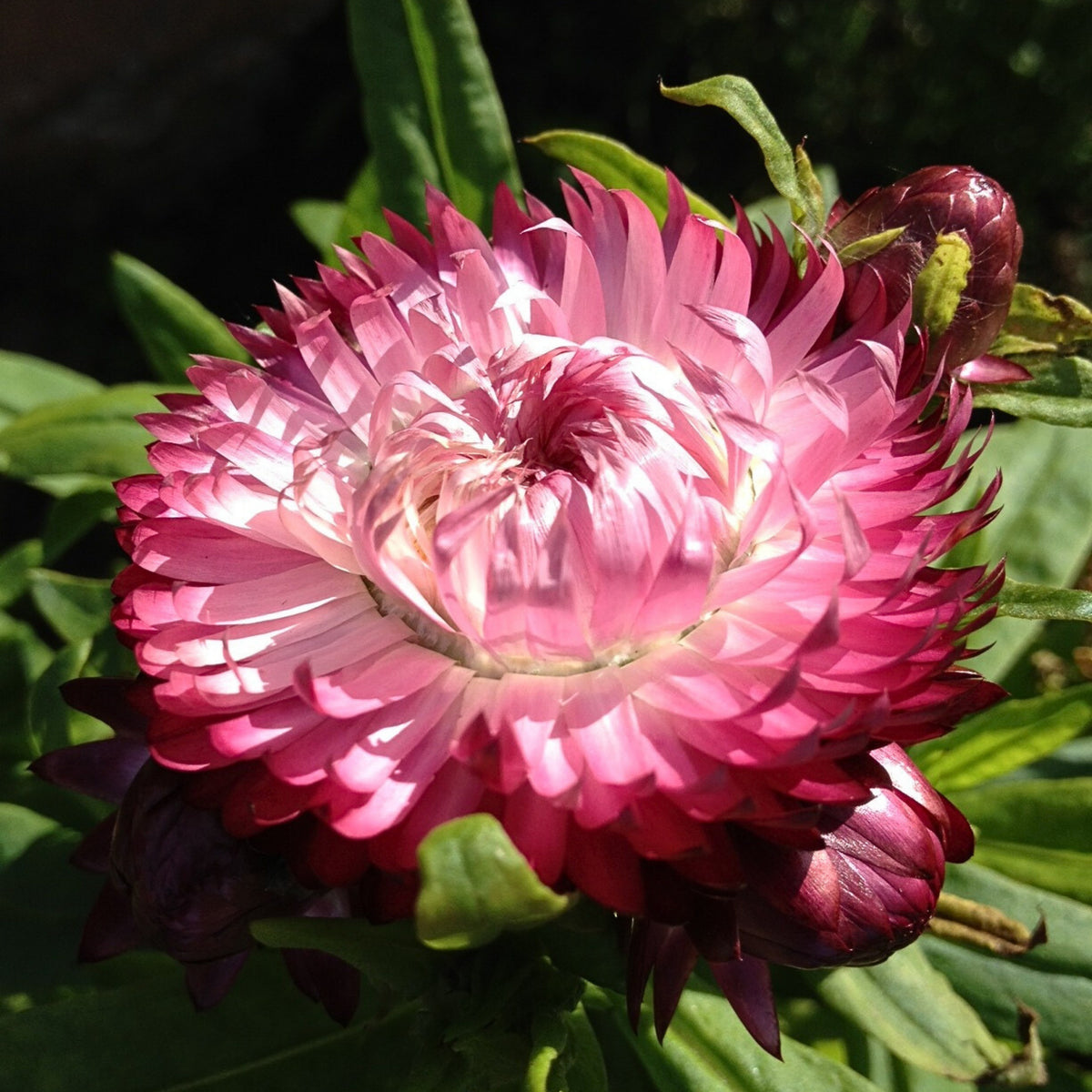 Purple Red Strawflower Seeds - Xerochrysum, 100 seeds