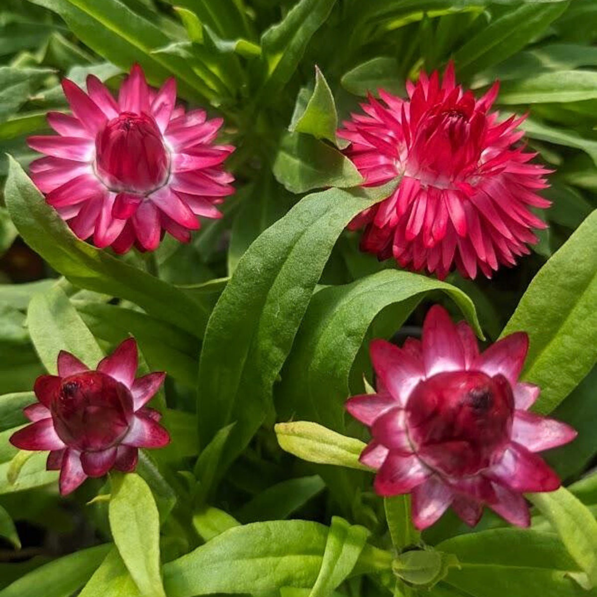 Purple Red Strawflower Seeds - Xerochrysum, 100 seeds