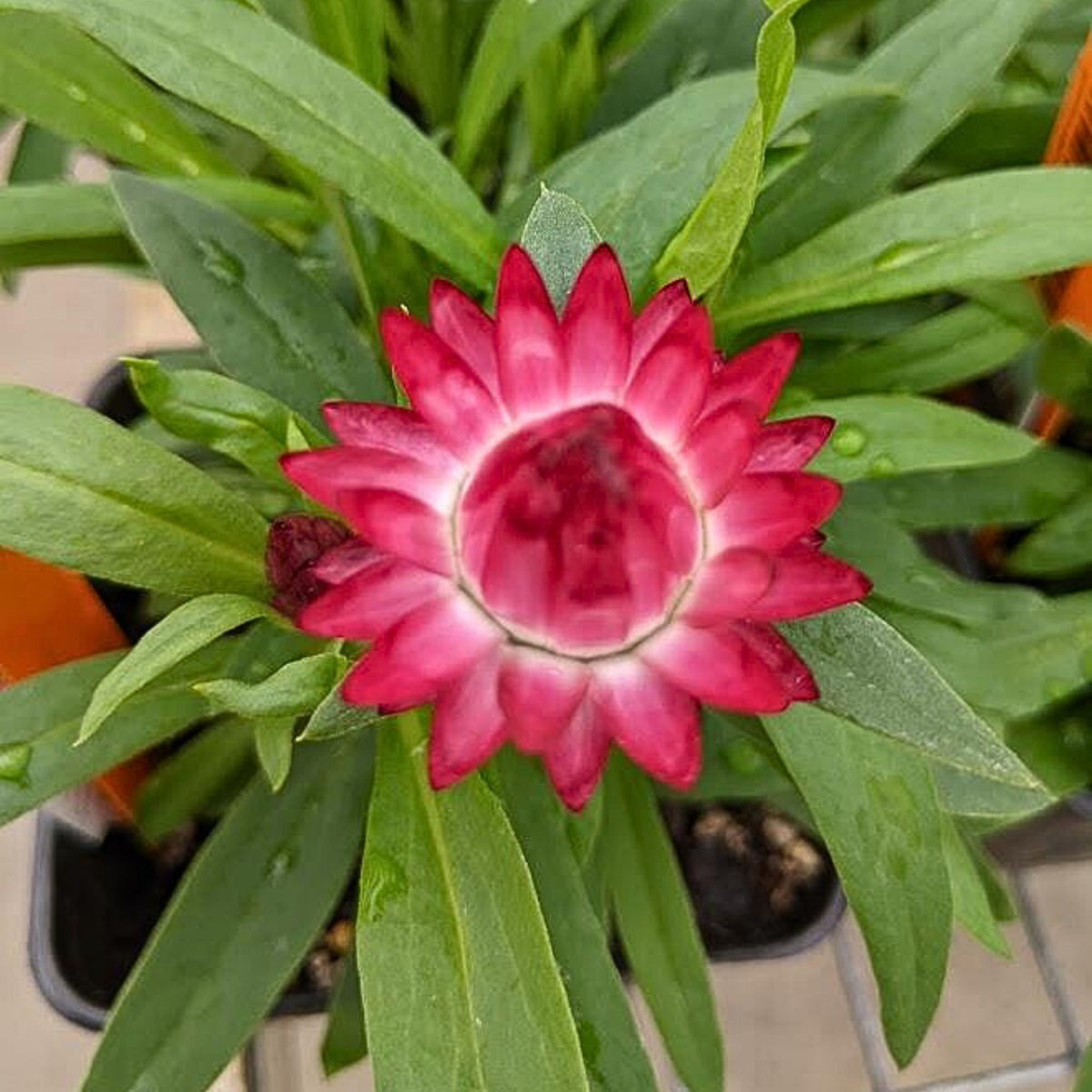 Purple Red Strawflower Seeds - Xerochrysum, 100 seeds