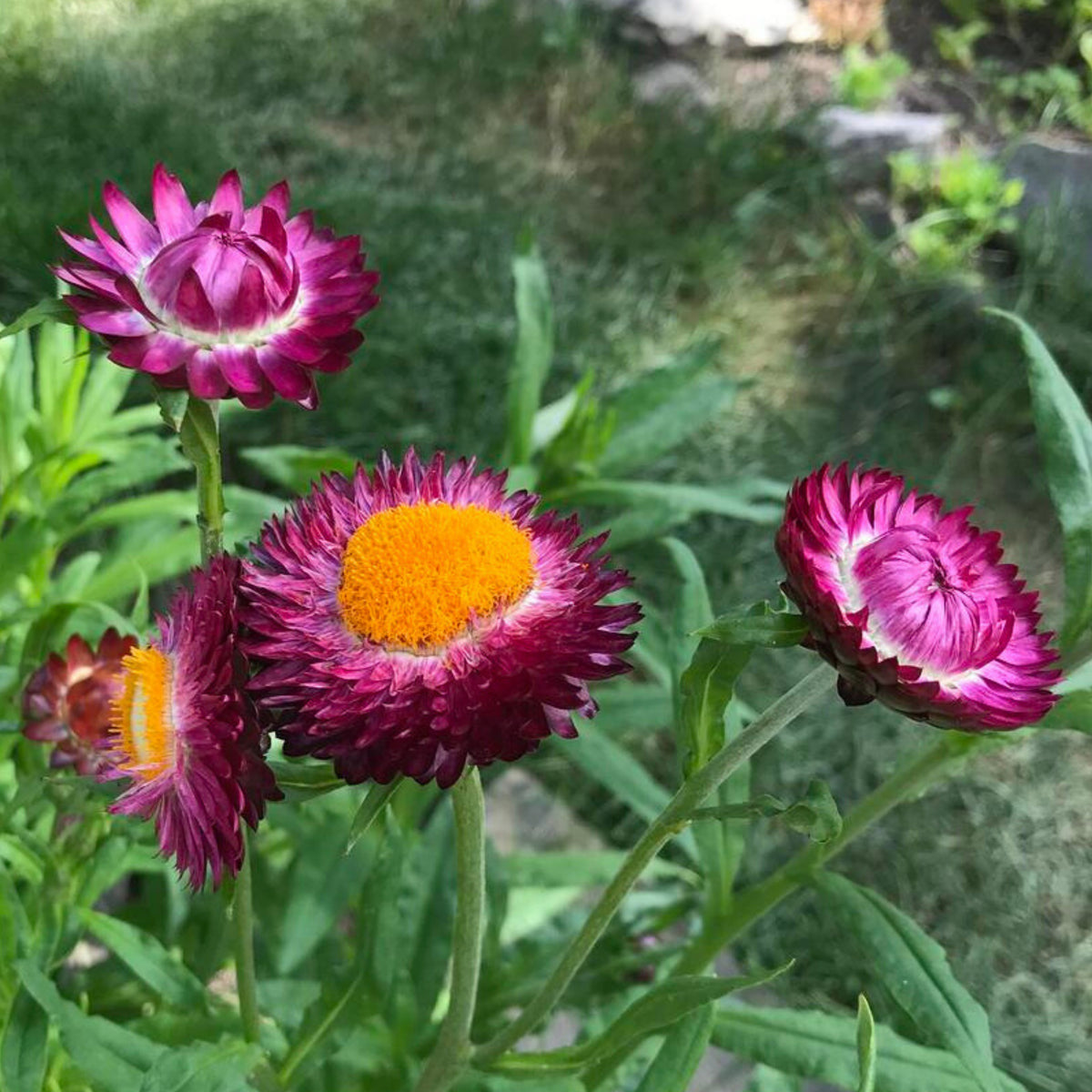 Purple Red Strawflower Seeds - Xerochrysum, 100 seeds