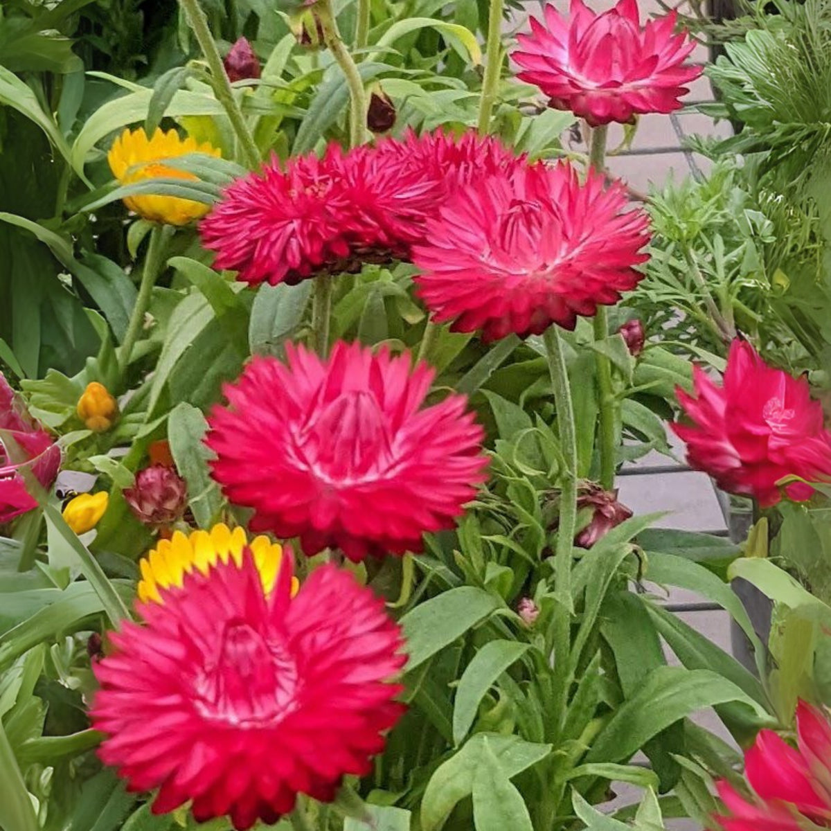 Purple Red Strawflower Seeds - Xerochrysum, 100 seeds