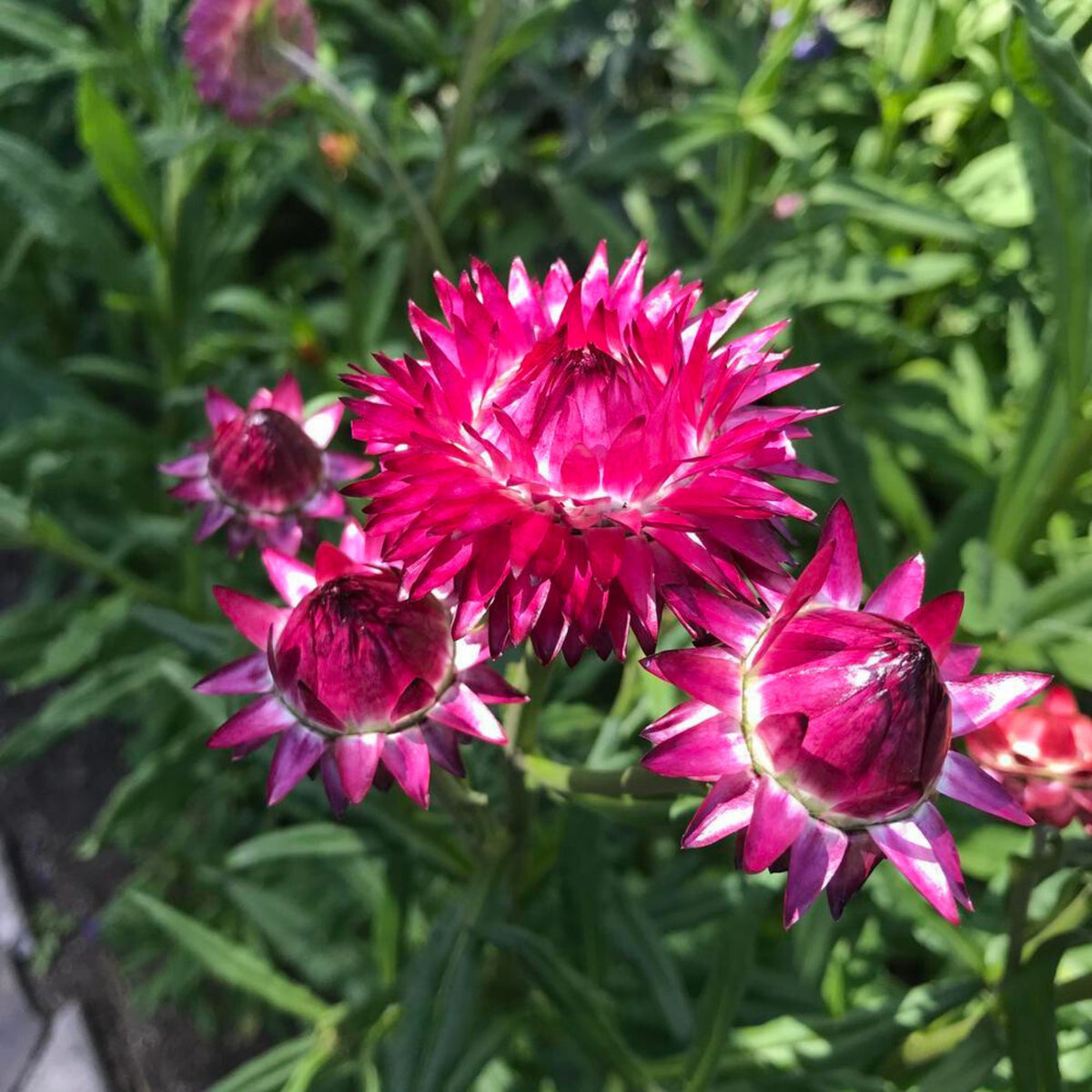 Purple Red Strawflower Seeds - Xerochrysum, 100 seeds