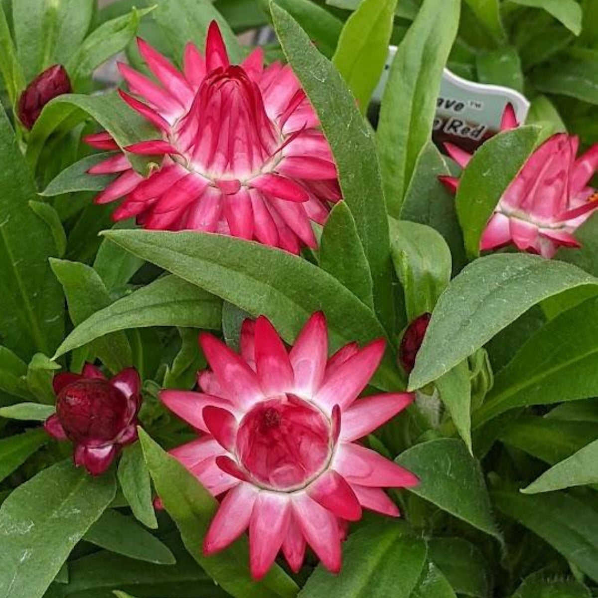 Purple Red Strawflower Seeds - Xerochrysum, 100 seeds