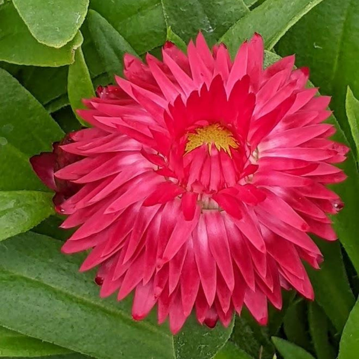 Purple Red Strawflower Seeds - Xerochrysum, 100 seeds
