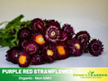 100 Seeds| Purple Red Strawflower Seeds - Xerochrysum - Everlasting Daisy - Colorful Paper Daisy - Drought Tolerant Annual Flower for Garden & Dried Bouquets - Dried Flower#K003