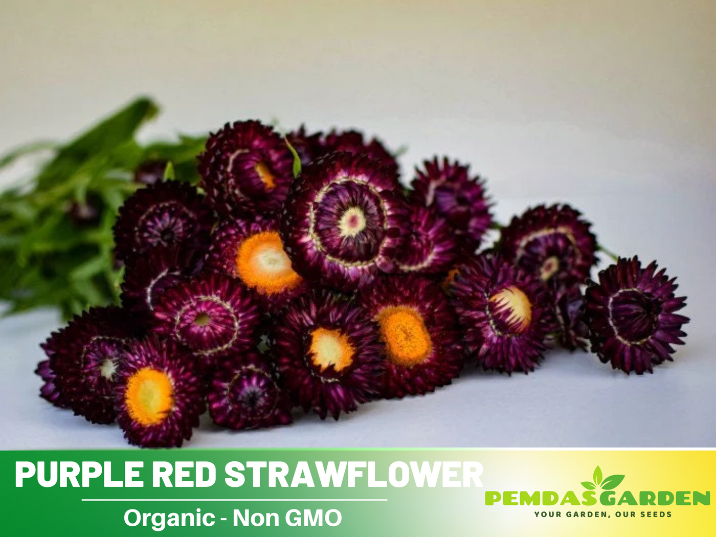 dried flower seeds 100 Seeds| Purple Red Strawflower Seeds - Xerochrysum - Everlasting Daisy - Colorful Paper Daisy