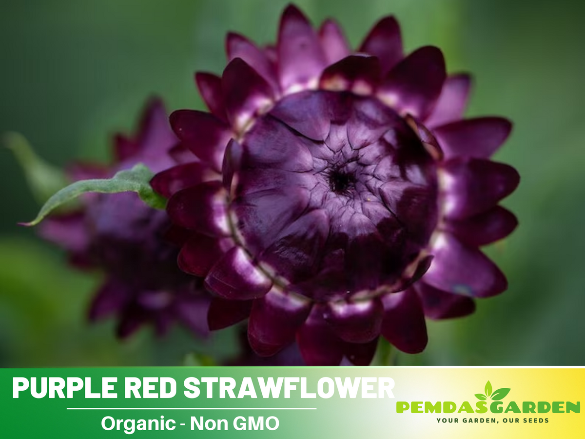 100 Seeds| Strawflower Seeds - Purple Red #K003