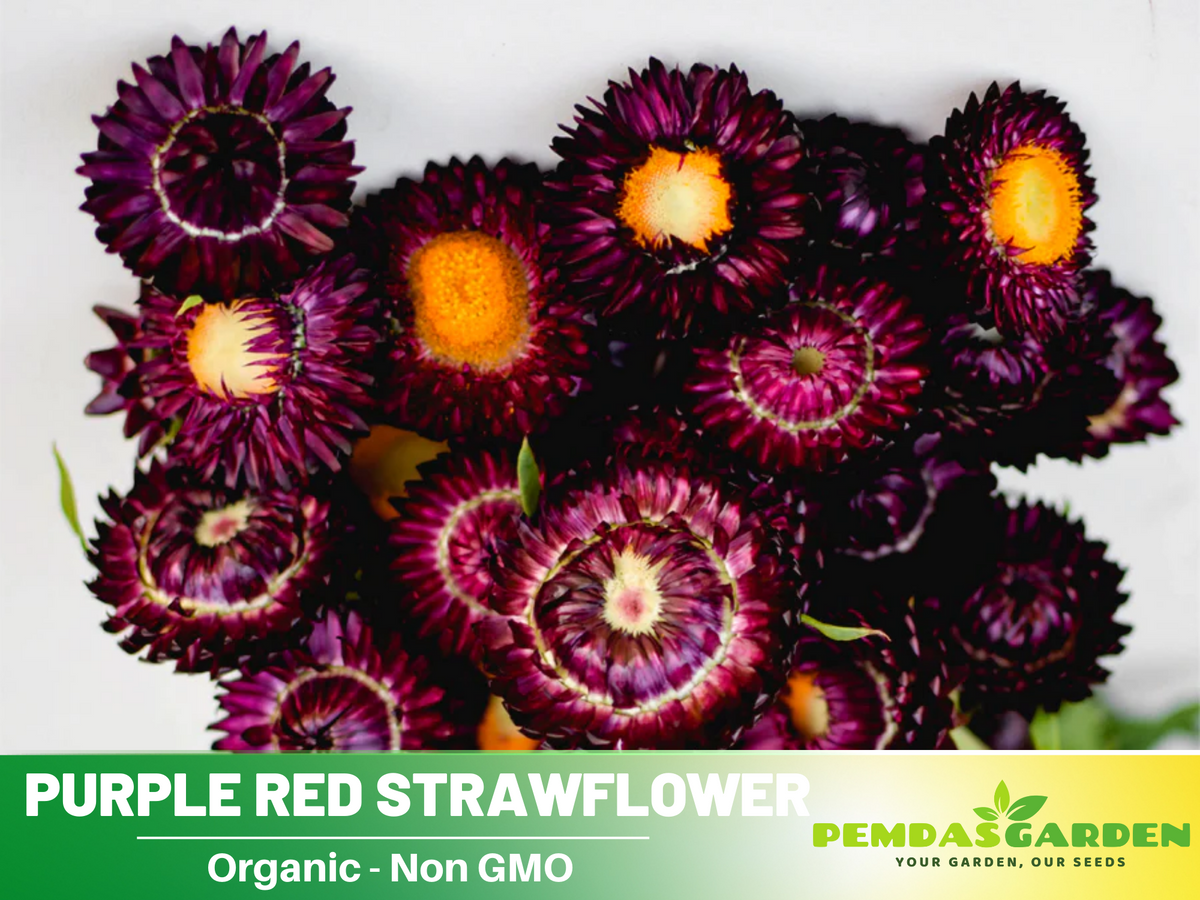 100 Seeds| Strawflower Seeds - Purple Red #K003