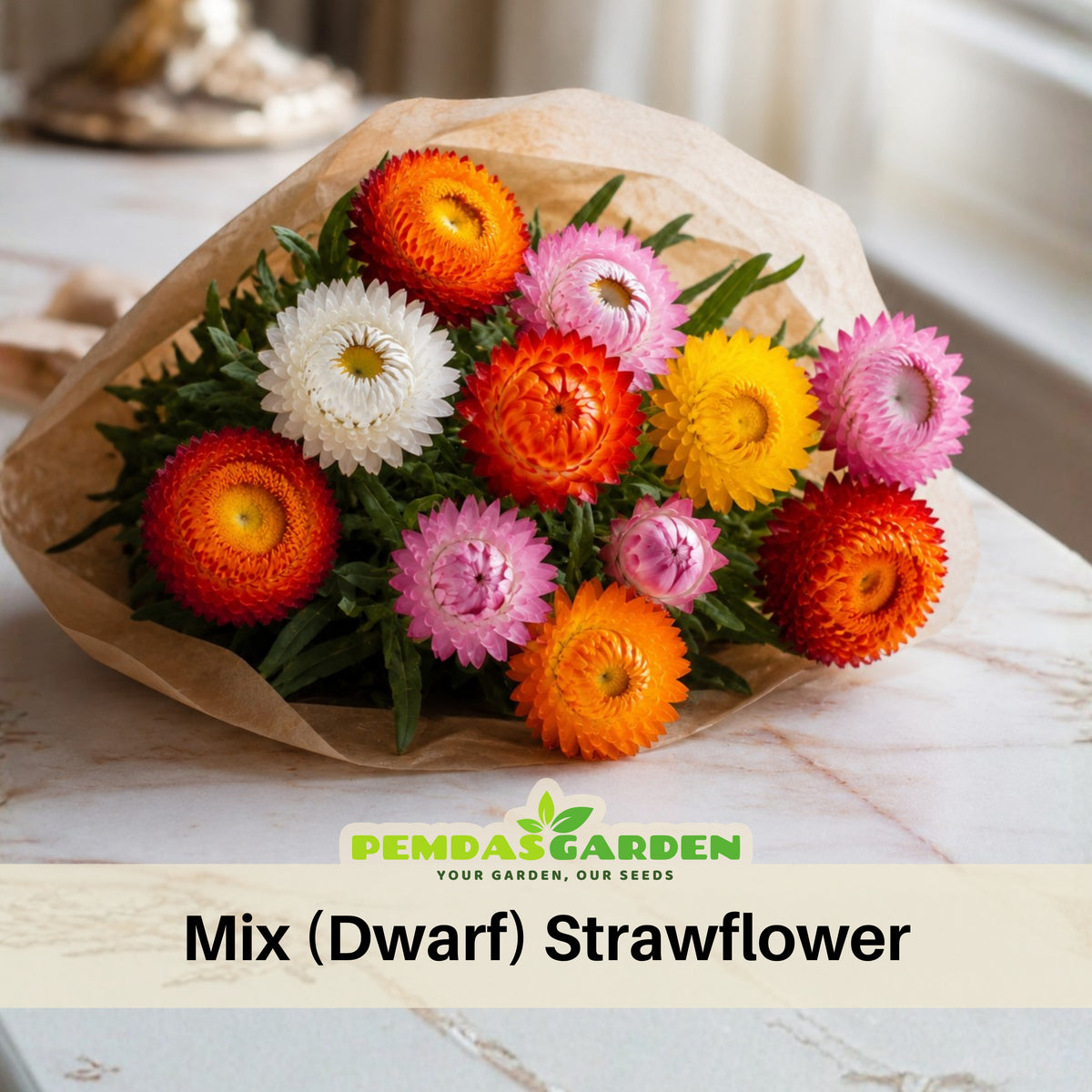 Tom Thumb Mix Strawflower (Dwarf) Seeds - Xerochrysum, 100 seeds