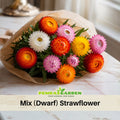 100 Seeds| Tom Thumb Mix Strawflower (Dwarf) Seeds - Xerochrysum - Everlasting Daisy - Colorful Paper Daisy - Drought Tolerant Annual Flower for Garden & Dried Bouquets - Dried Flower #K004