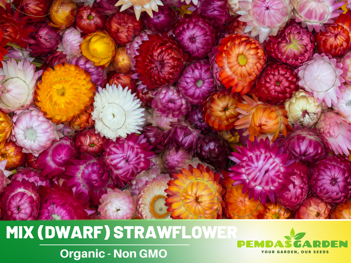 100 Seeds| Strawflower (Dwarf) Seeds - Tom Thumb Mix #K004