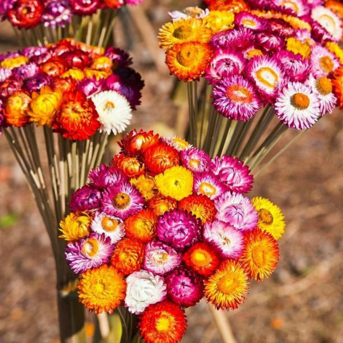 Tom Thumb Mix Strawflower (Dwarf) Seeds - Xerochrysum, 100 seeds