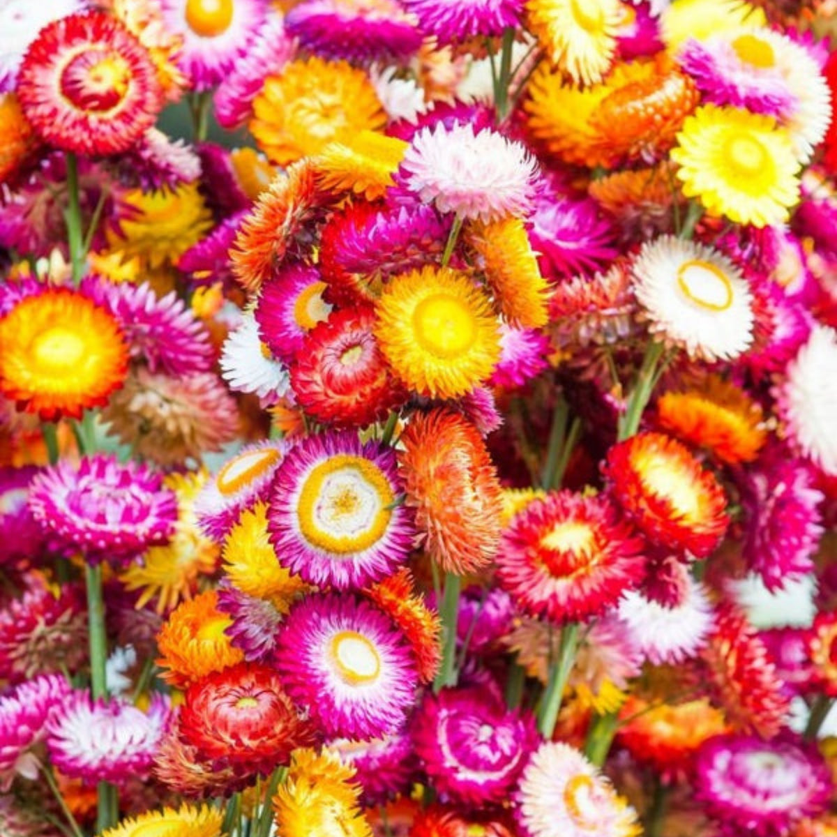 Tom Thumb Mix Strawflower (Dwarf) Seeds - Xerochrysum, 100 seeds